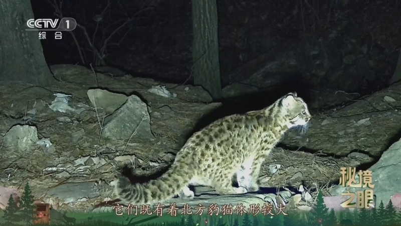 秘境之眼 《秘境之眼》 豹猫 20250414