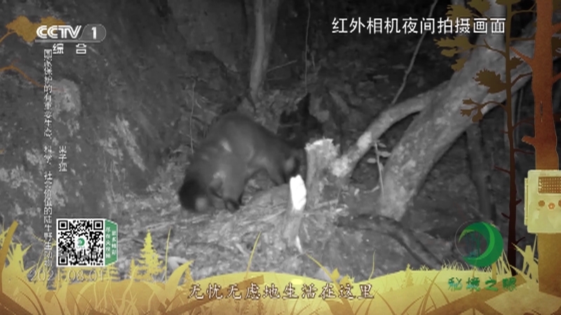 秘境之眼 《秘境之眼》 果子狸/鼬獾 20230115