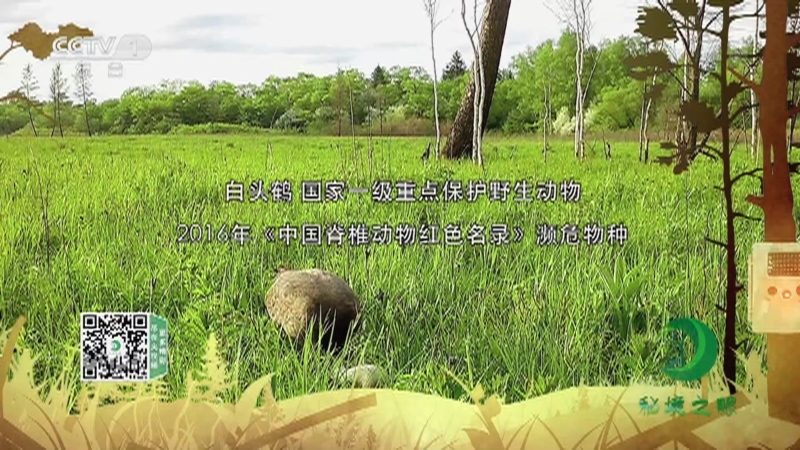 《秘境之眼》 白头鹤 20211030