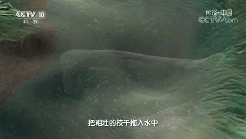 地理中国 《地理·中国》 20200709 生境迷踪·追踪“水猴子”