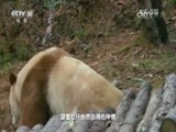 地理中国 《地理中国》 20160722 汉水汉中 第五集 地·灵