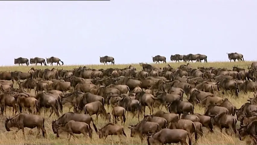 《大猫日记第六季》第3集