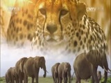 人与自然 《人与自然》 20161004 软体动物的秘密世界（下）