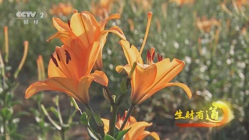 生财有道 《生财有道》 20220919 咱们家乡有特产——高原湖泊美 特色秋收忙