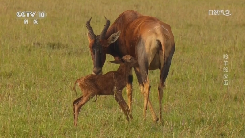 《自然传奇》 20260411 羚羊的反击