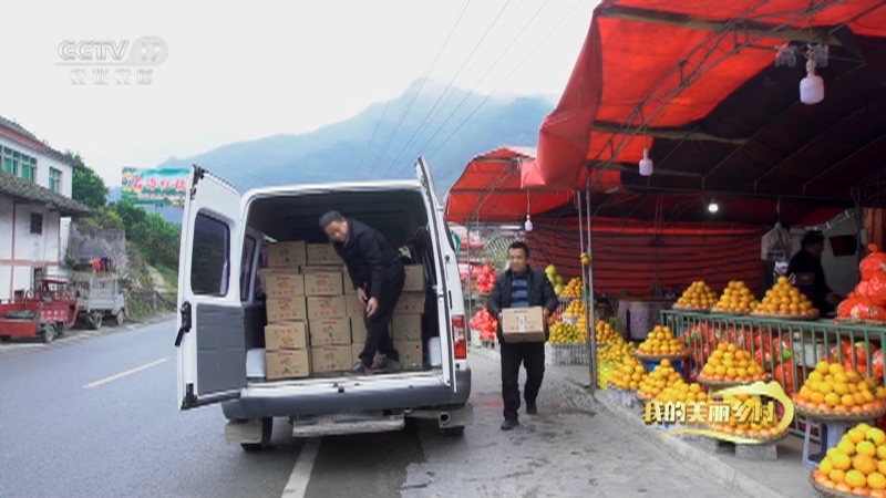 《我的美丽乡村》 20210330 红橘满枝头 撑起致富路