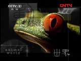 动物世界 《动物世界》 20110802