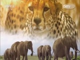 人与自然 《人与自然》 20150115 人物亲历：勇闯鳄鱼潭（下）