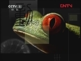 动物世界 《动物世界》 20120416