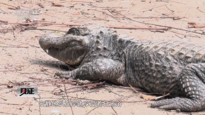 见证 《见证》 20250413 我和我的“鳄”朋友