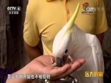 远方的家 《远方的家》 20160824 特别节目——与珍稀动物亲密接触