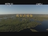 动物世界 《动物世界》 20141224 成长的烦恼（一）