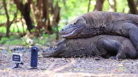 180斤巨蜥打斗长达30分钟 如科幻电影 160930