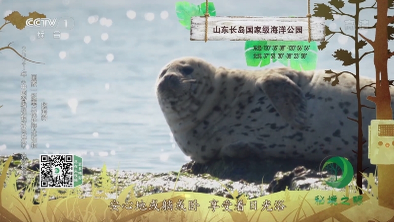 秘境之眼 《秘境之眼》 长江江豚/斑海豹/扬子鳄/河狸 20221008