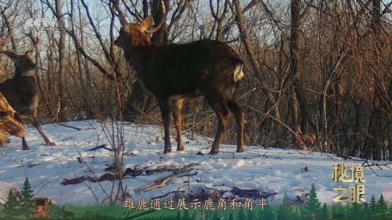 秘境之眼 《秘境之眼》 梅花鹿 20250810