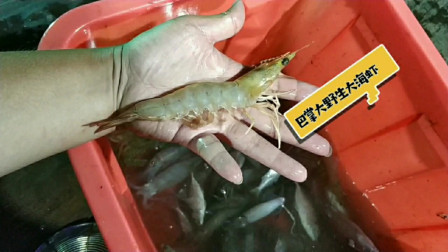 南澳岛赶海日记 小伙体验游客喜欢的吊网捕鱼，没一会上了一大袋超大海虾，赚到了