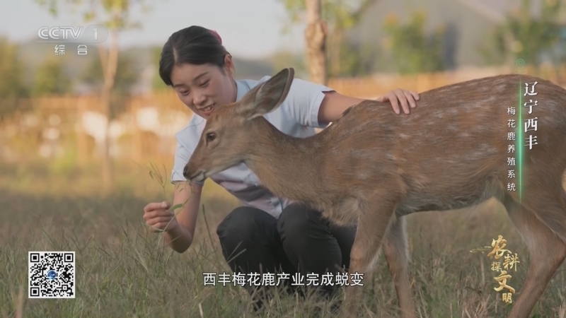 《农耕探文明》 第19集 辽宁西丰 梅花鹿养殖系统