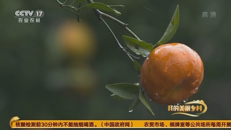 《我的美丽乡村》 20210128 红橘满枝头 撑起致富路