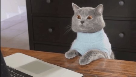 猫男AaronsAnimals 第一季 不想当网红的猫不是好猫 没想到这只猫竟然抓住了小偷 14
