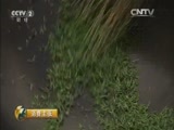 消费主张 《消费主张》 20160330 2016春茶市场调查——毛尖