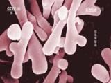 走近科学 《走近科学》 20160829 母乳有智商