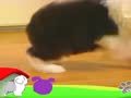狗狗日记 第20天 奶妈怎了