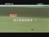 人与自然 《人与自然》 20140202 自然故事：猎犬姐妹的故事（上）