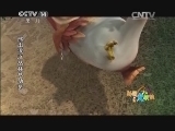 周末动画片 《周末动画片》 20140927 19：00 2/2