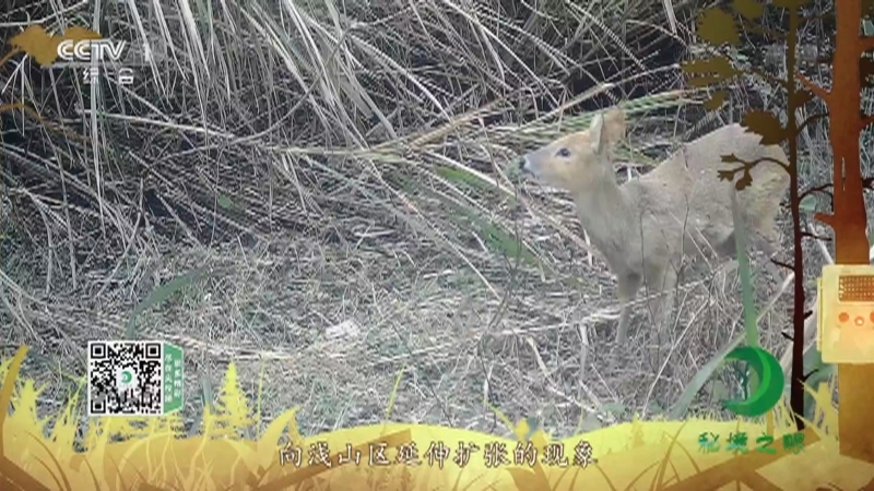 秘境之眼 《秘境之眼》 獐 20221206