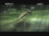 动物世界 《动物世界》 20131204 动物魔幻秀（一）