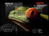 动物世界 《动物世界》 20110925