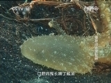 自然传奇 《自然传奇》 20141204 奇异的水族世界
