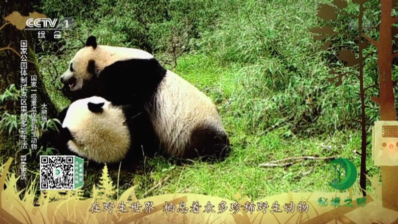 《秘境之眼》 白唇鹿/大熊猫/虎/四川羚牛/川金丝猴/黑颈鹤/雪豹/中华鬣羚/黑熊/梅花鹿/豹 20211010