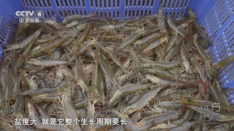 远方的家 《远方的家》 20251105 远方的家——走进天津长芦汉沽盐场 盐鲜海味 候鸟家园