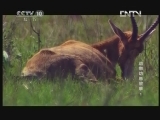 《自然传奇》 20130124 动物幼崽故事1