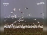 自然传奇 《自然传奇》 20170507 沼泽杀手