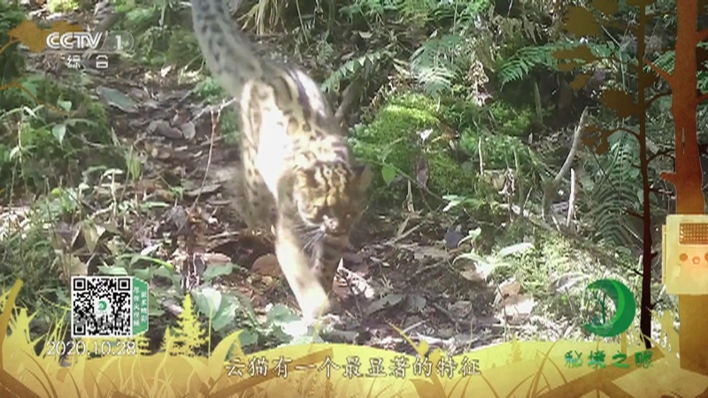 《秘境之眼》 云猫 20210726