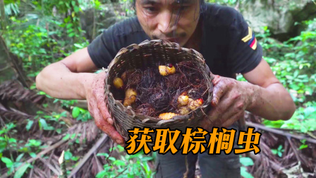 原始丛林人苏门答腊 第二季 长期在野外需要补充营养，这是蛋白质最丰富的食物