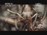 动物世界 《动物世界》 20140904 养儿育女/自然界中的超凡力量（四）