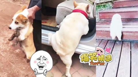 爆笑精选 蠢萌小短腿的忧桑时刻，底盘太低烦恼不小啊！