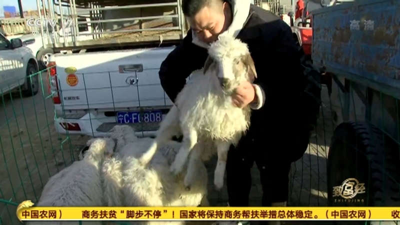《致富经》 20210117 小伙一波三折发羊财