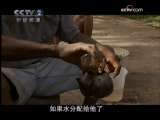 走进突尼斯 走进突尼斯 第4集 沙漠之花