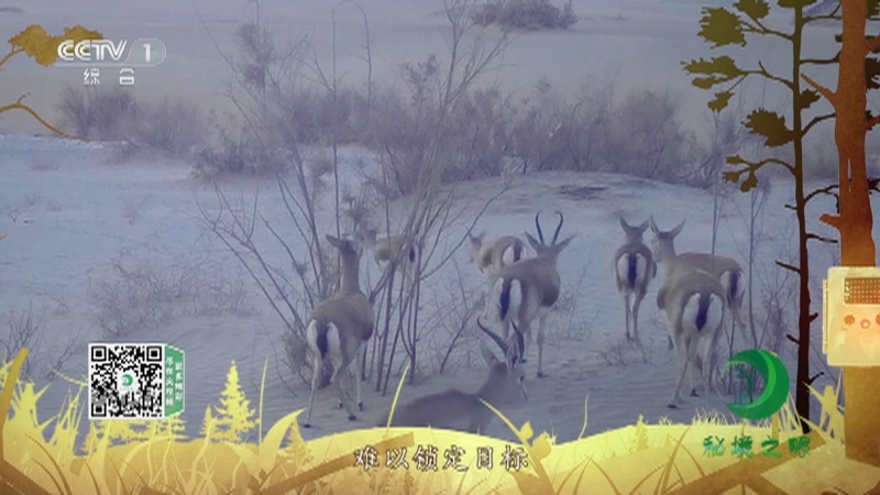 秘境之眼 《秘境之眼》 鹅喉羚 20230315