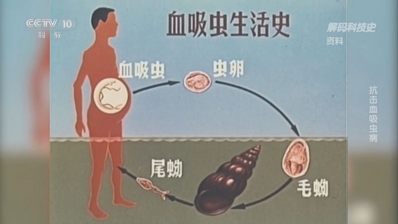 解码科技史 《解码科技史》 20230408 开创——抗击血吸虫病