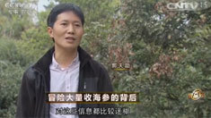 致富经 [致富经]冒险大量收海参的背后 20160505