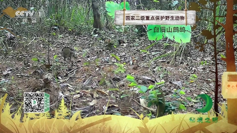 秘境之眼 《秘境之眼》 白眉山鹧鸪 20230531