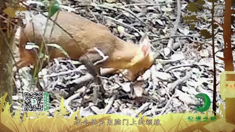 《秘境之眼》 小麂 20211211