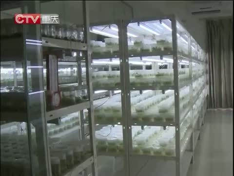 重庆新闻联播 《重庆新闻联播》 20141030