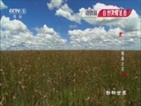 动物世界 《动物世界》 20161222 萨凡纳草原之王