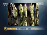 消费主张 《消费主张》 20160909 消暑夜市全攻略——沈阳